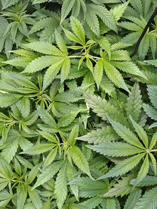 Euphoria. Week 8