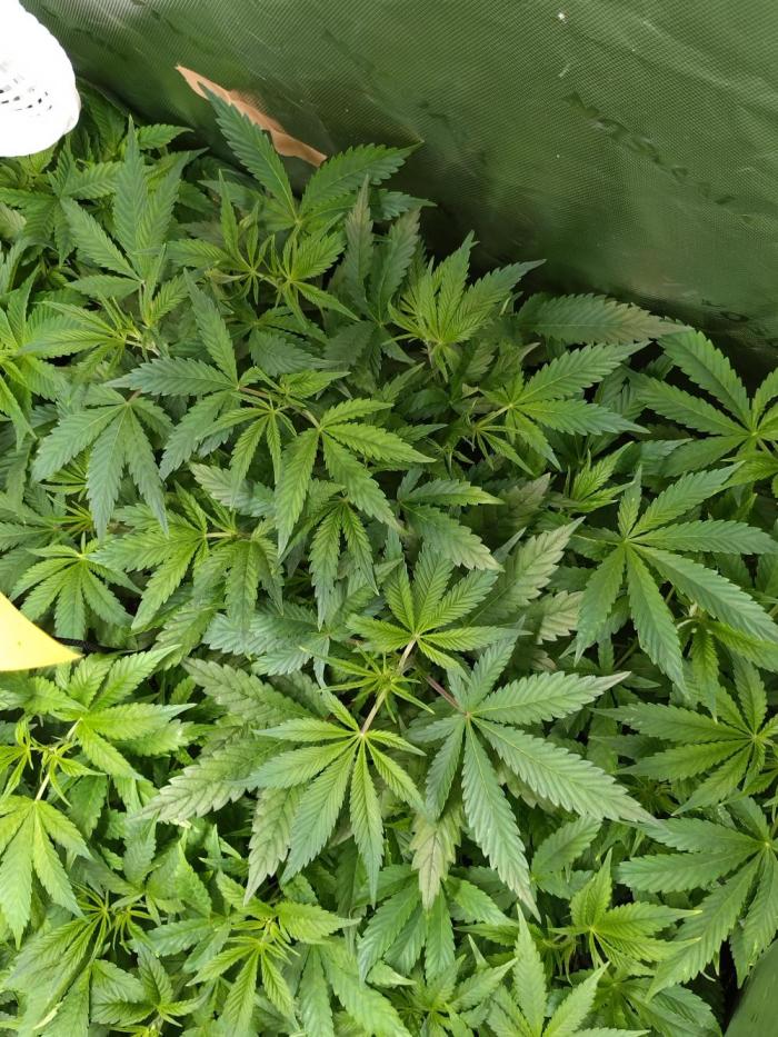 Gelato 44 Tyson 2.0 x RQS. Week 8