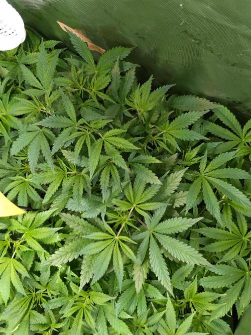 Gelato 44. Week 8