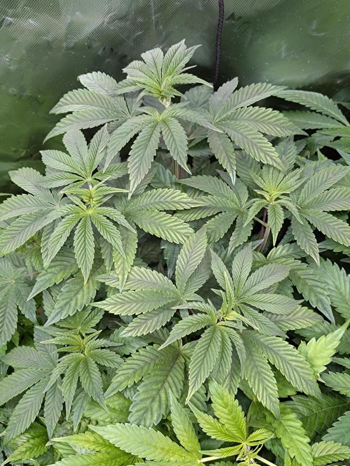 Green Gelato P#1 Royal Queen Seeds. Week 8