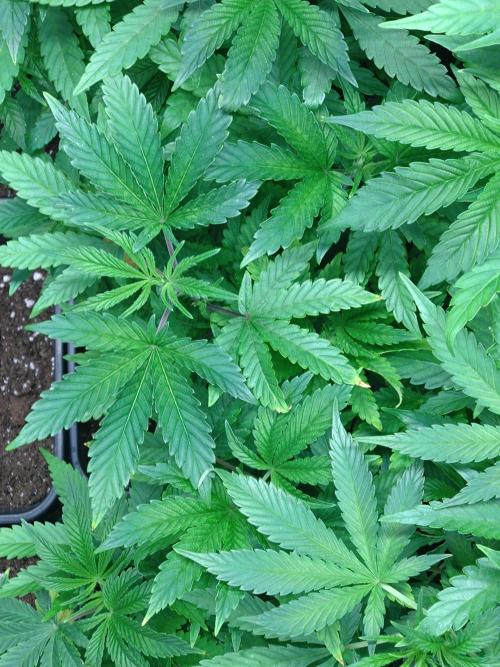 Green Gelato P#2 Royal Queen Seeds. Week 8