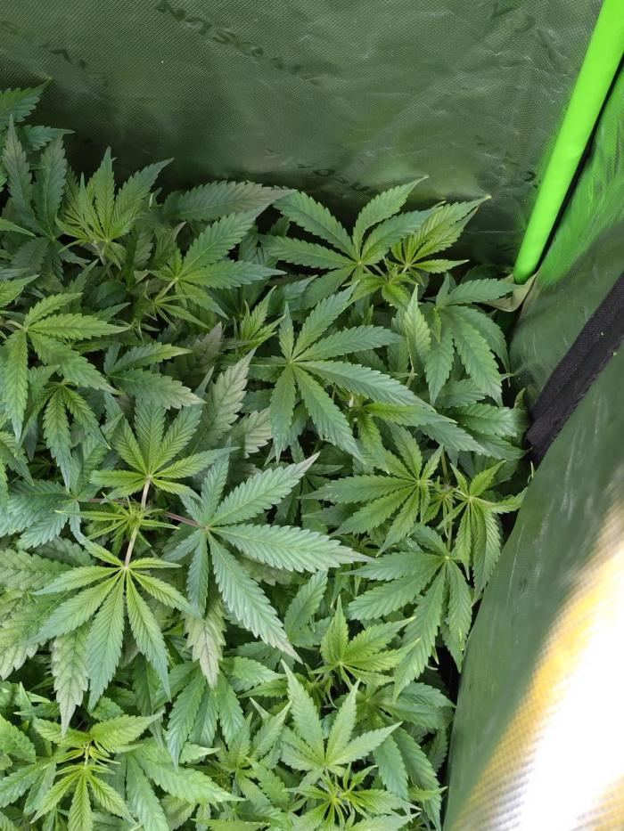 Orange Sherbet FF P#1 Fastbuds. Week 8