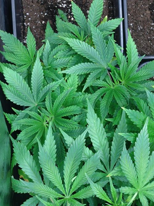 Orange Sherbet FF P#2 Fastbuds. Week 8
