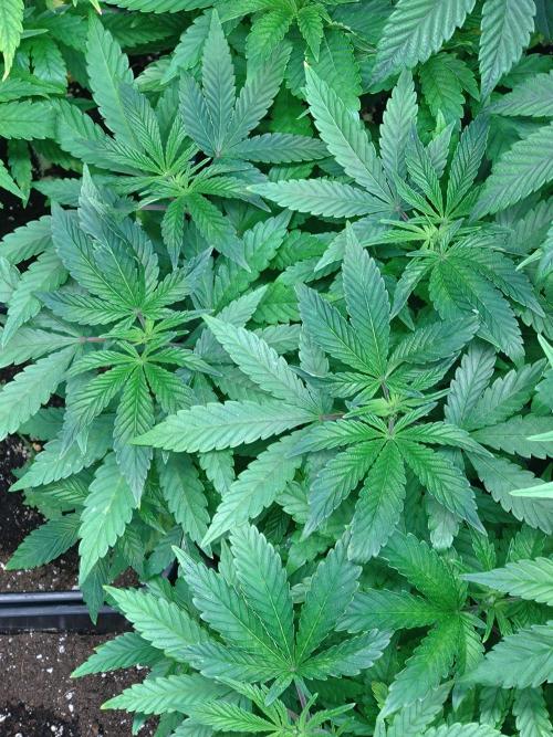 Lemonpaya Pheno #1 Fastbuds. Week 8