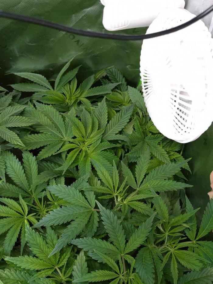 Lemonpaya Pheno #2 Fastbuds. Week 8
