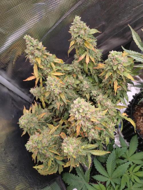 Sticky Broccoli Auto ZMA Eternity Cup'26. Week 14
