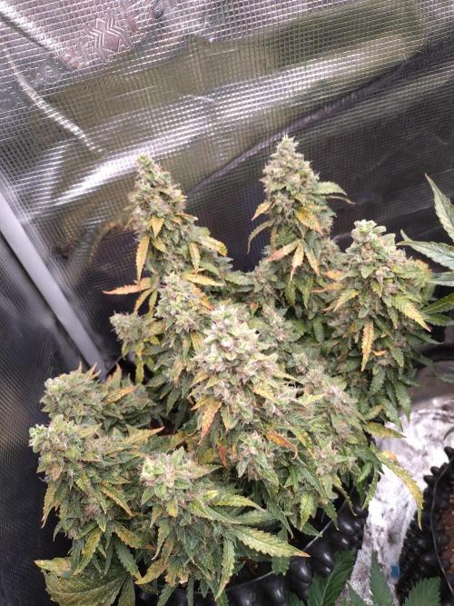 Sticky Broccoli Auto ZMA Eternity Cup'26. Week 14