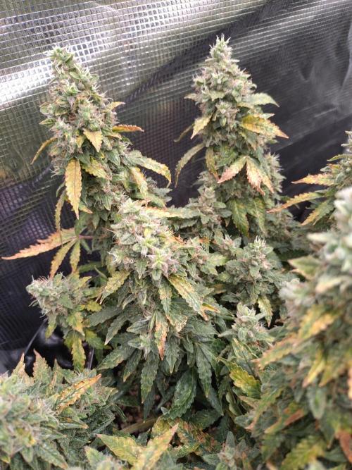 Sticky Broccoli Auto ZMA Eternity Cup'26. Week 14