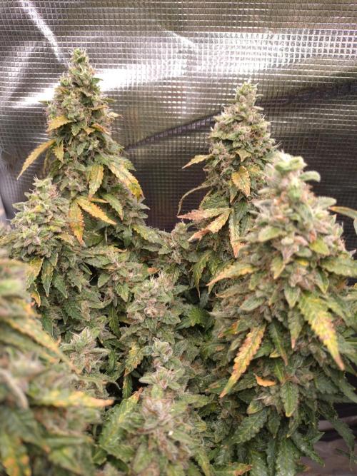 Sticky Broccoli Auto ZMA Eternity Cup'26. Week 14
