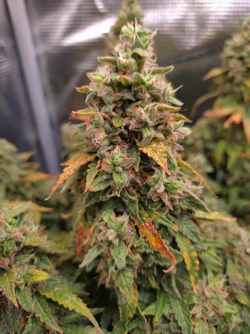 Sticky Broccoli Auto ZMA Eternity Cup'26. Week 14