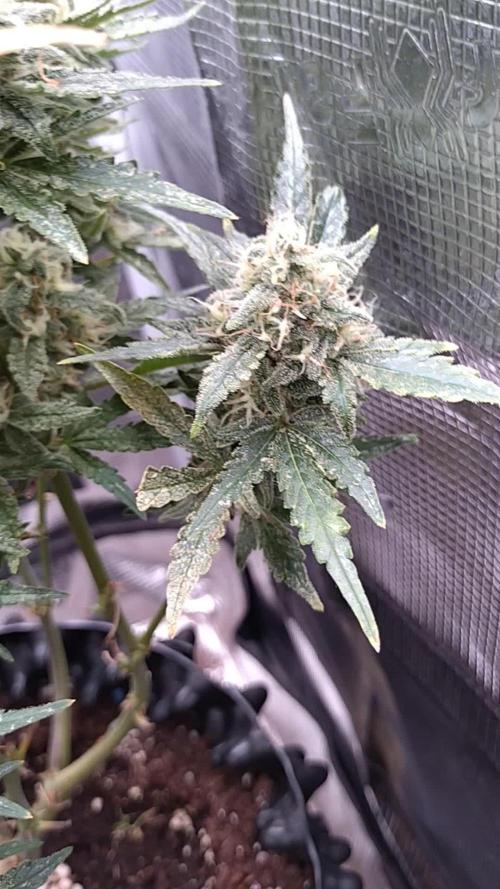Z-Up Auto Fastbuds