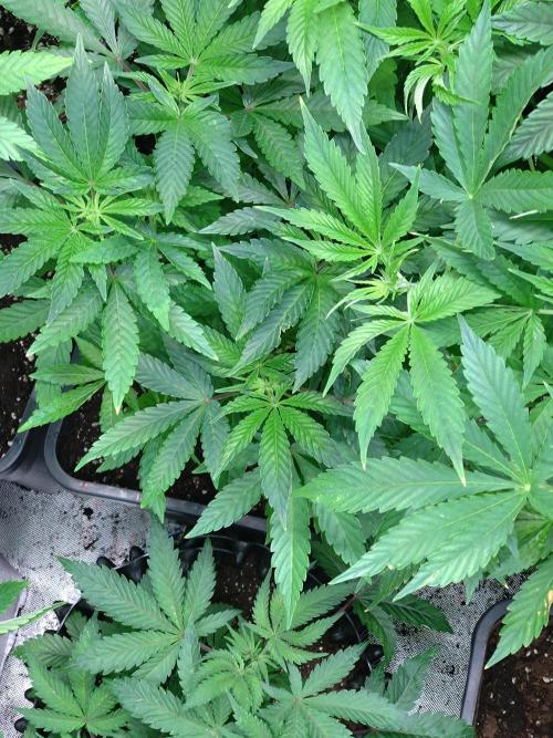 Lemonpaya Pheno #1 Fastbuds. Week 8