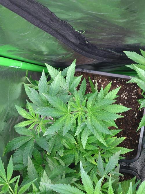 Green Gelato P#2 Royal Queen Seeds. Week 8