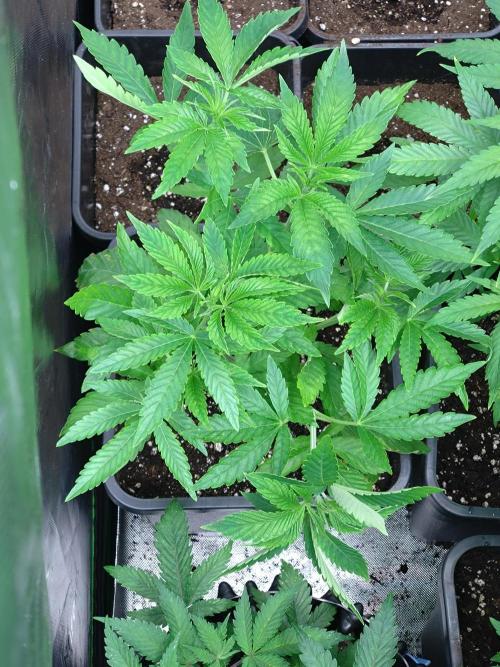 Lemon Cherry Gelato P#1 Barneys Farm. Week 8