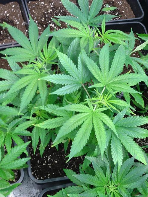 Lemon Cherry Gelato P#2 Barneys Farm. Week 8