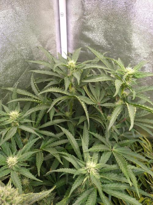 North Thunderfuck Auto RQS. Week 9