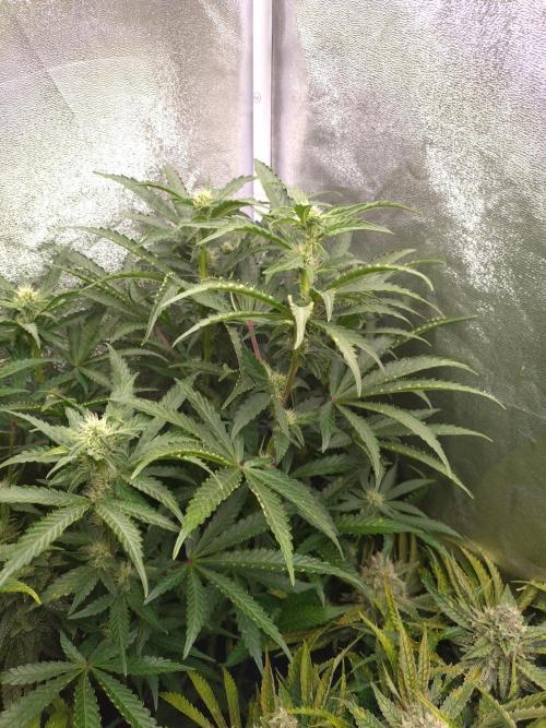North Thunderfuck Auto RQS. Week 9