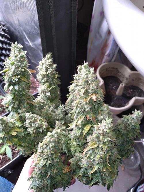 Sticky Broccoli Auto ZMA Eternity Cup'26. Week 14