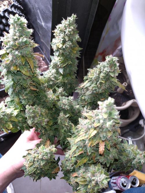 Sticky Broccoli Auto ZMA Eternity Cup'26. Week 14
