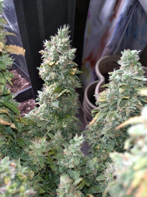 Sticky Broccoli Auto ZMA Eternity Cup'26. Week 14