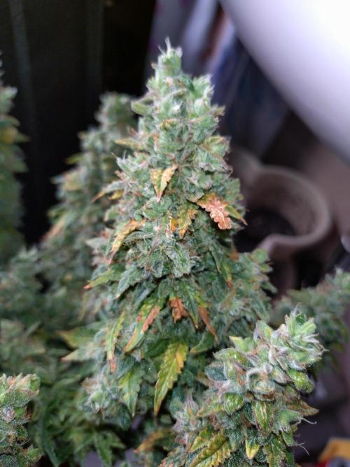 Sticky Broccoli Auto ZMA Eternity Cup'26. Week 14
