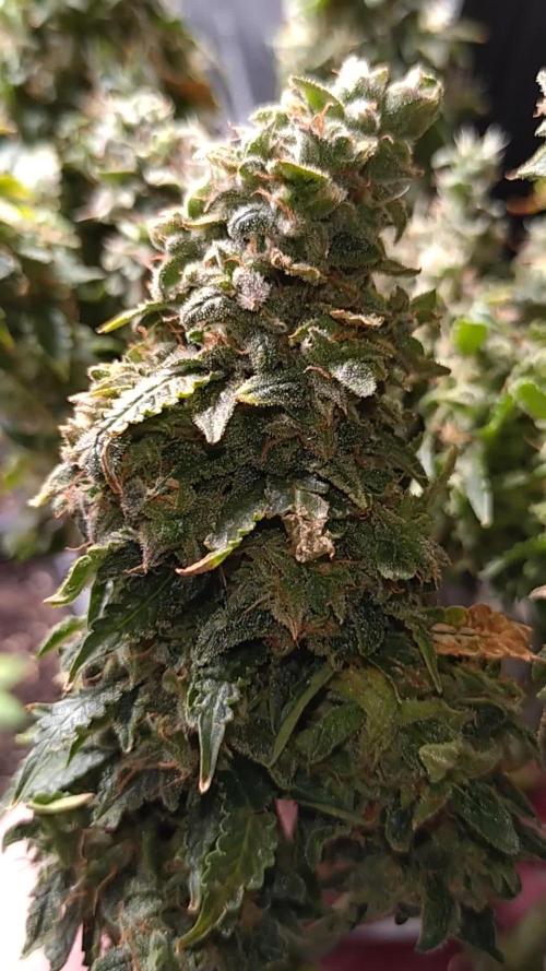 Sticky Broccoli Auto ZMA Eternity Cup'26