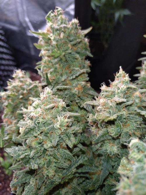 Z-Up Auto Fastbuds. Week 12