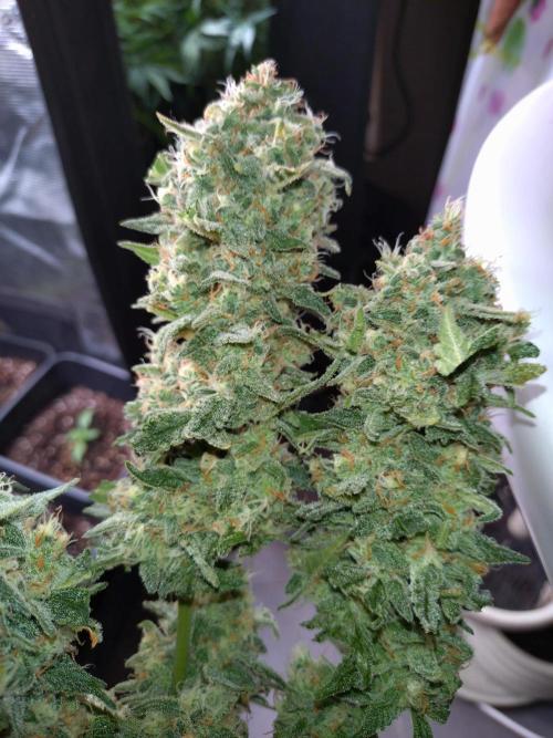 Z-Up Auto Fastbuds. Week 12