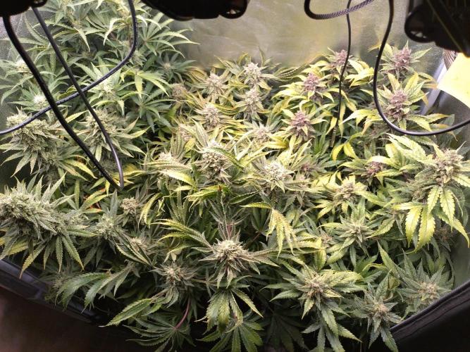 Auto #1 RF3 Mixpack Fastbuds. Week 12