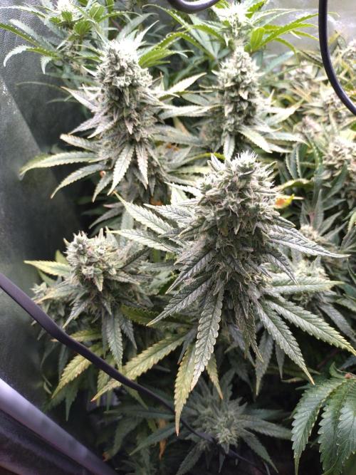 Auto #1 RF3 Mixpack Fastbuds. Week 12