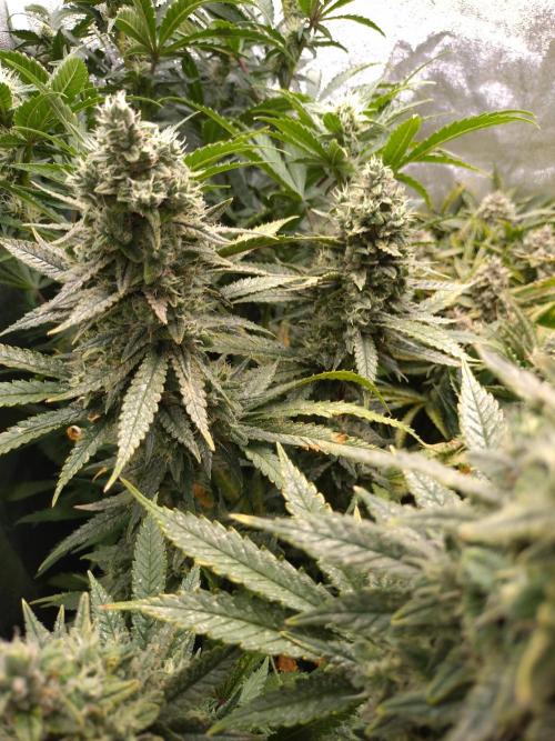 Auto #1 RF3 Mixpack Fastbuds. Week 12