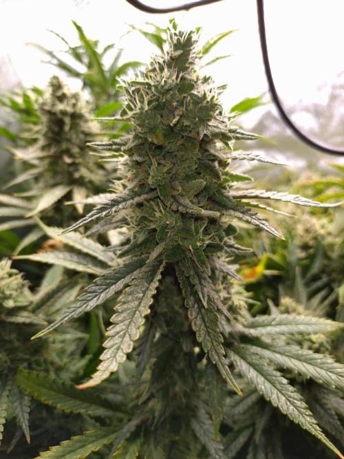 Auto #1 RF3 Mixpack Fastbuds. Week 12
