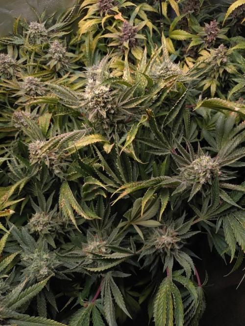 Auto #1 RF3 Mixpack Fastbuds. Week 12
