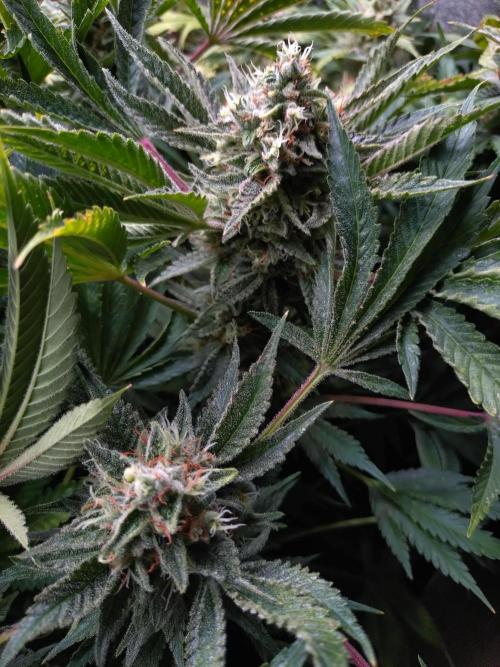 Auto #1 RF3 Mixpack Fastbuds. Week 12