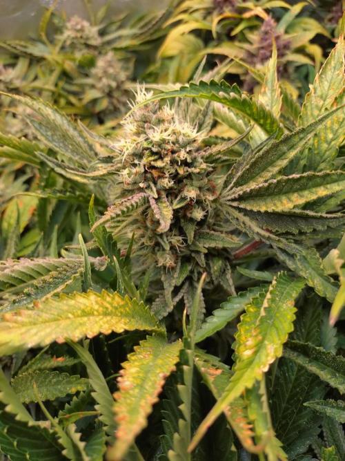 Auto #1 RF3 Mixpack Fastbuds. Week 12