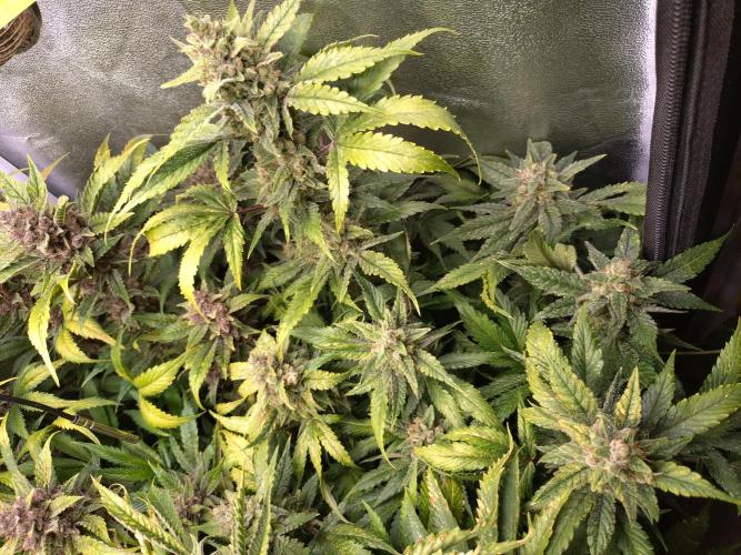 Auto #1 RF3 Mixpack Fastbuds. Week 12