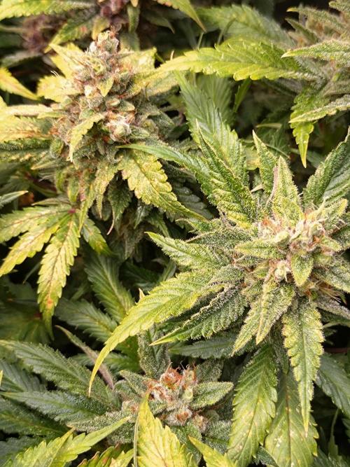 Auto #1 RF3 Mixpack Fastbuds. Week 12