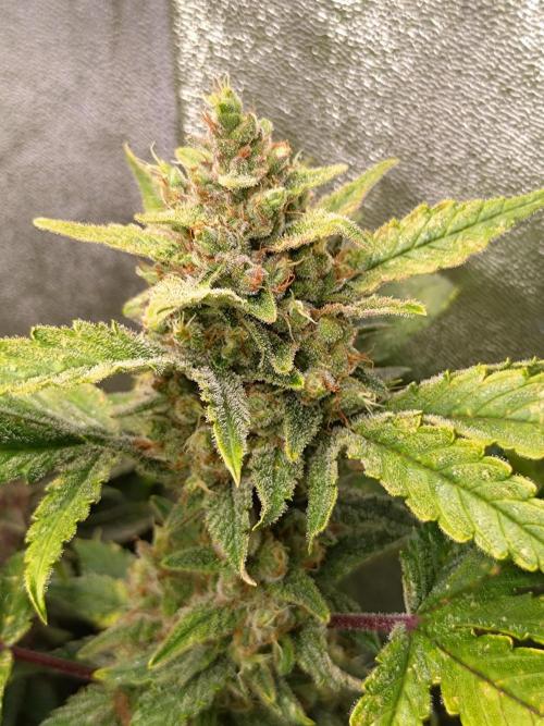 Auto #1 RF3 Mixpack Fastbuds. Week 12
