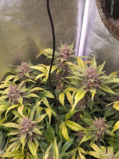 Auto #1 RF3 Mixpack Fastbuds. Week 12