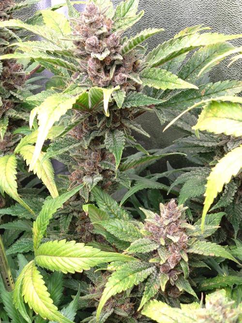 Auto #1 RF3 Mixpack Fastbuds. Week 12