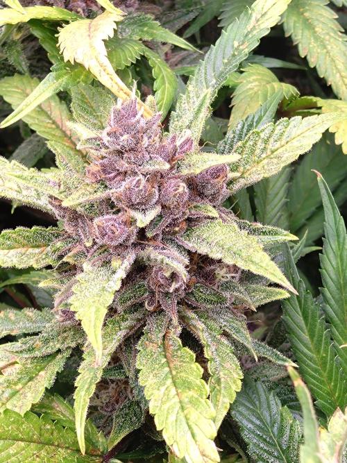 Auto #1 RF3 Mixpack Fastbuds. Week 12