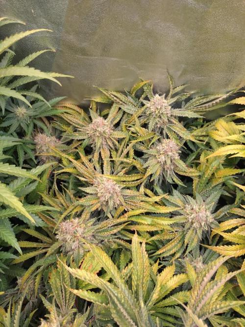 Auto #1 RF3 Mixpack Fastbuds. Week 12