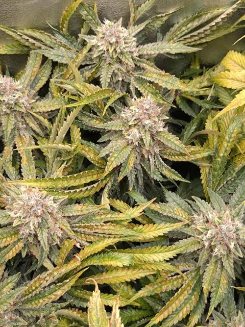 Auto #1 RF3 Mixpack Fastbuds. Week 12