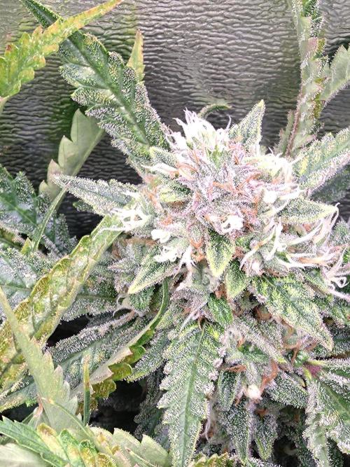 Auto #1 RF3 Mixpack Fastbuds. Week 12