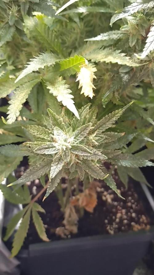 RF3 Auto Mixpack #1 Fastbuds