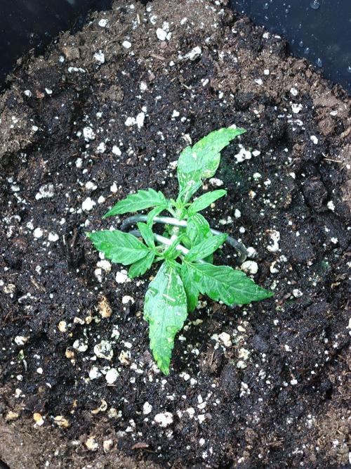 Wurlz F1 Automatic . Week 3