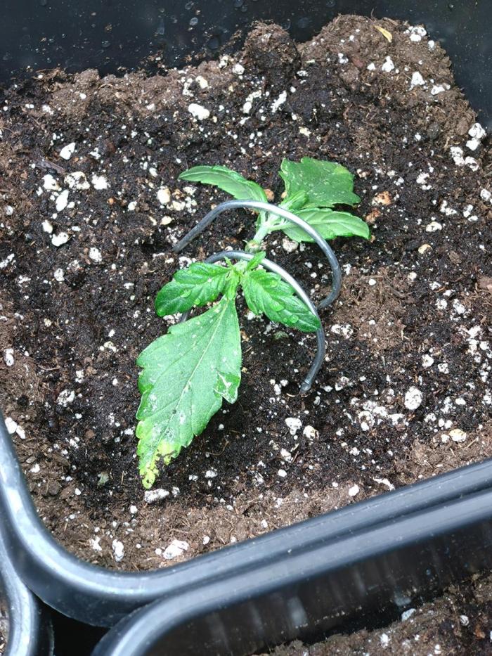 Strawberry Gorilla Auto RF3 Fastbuds. Week 3