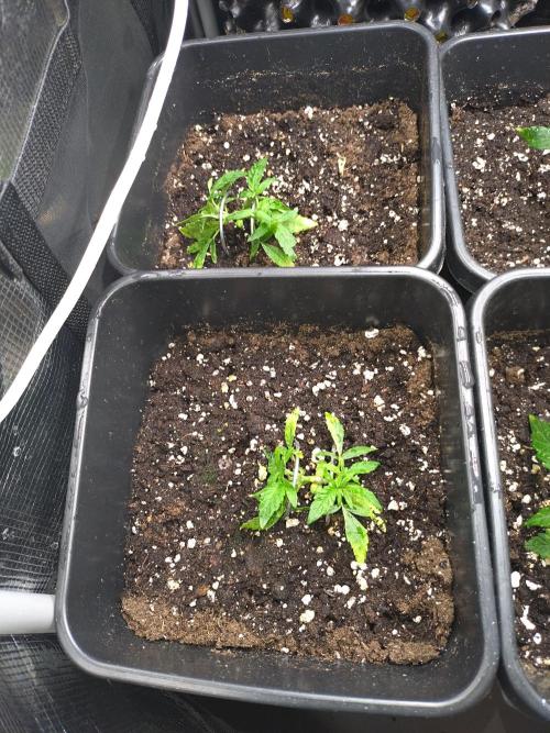 Epsilon F1 Royal Queen Seeds. Week 4