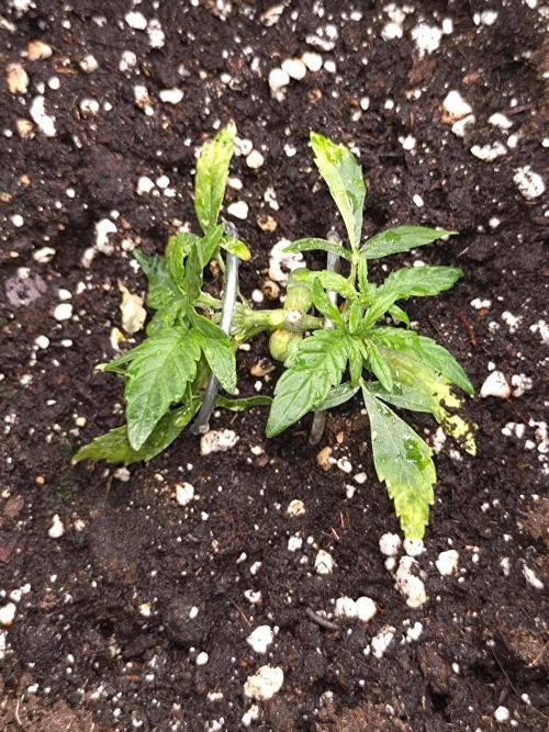 Epsilon F1 Royal Queen Seeds. Week 4