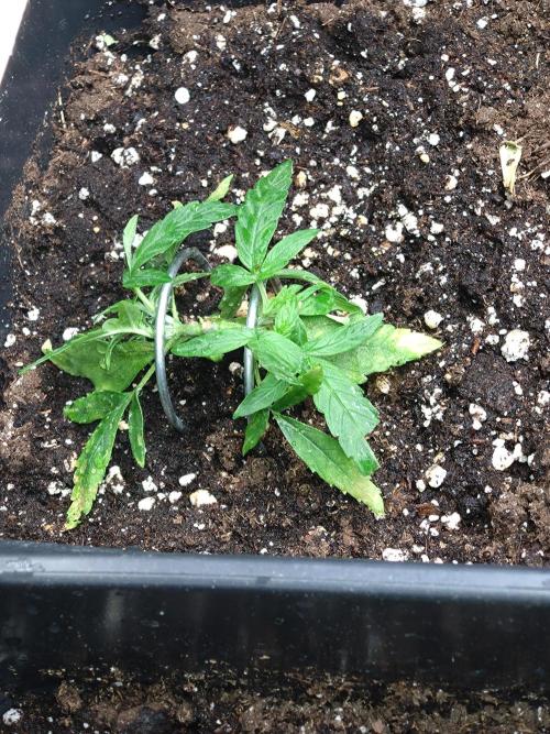 Epsilon F1 Royal Queen Seeds. Week 4